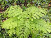Caesalpinia sappan